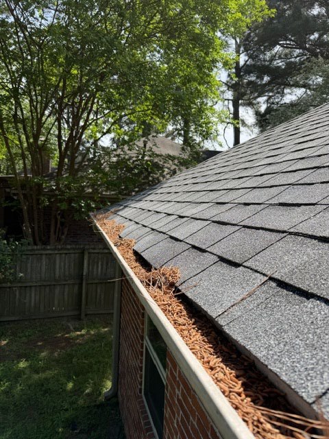 Gutter packed with pine needles before seasonal cleanup